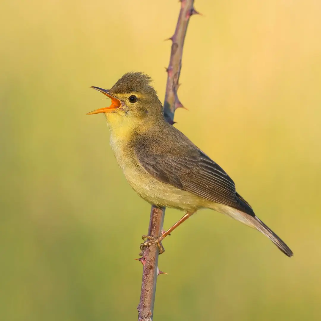 melodious warbler perched on a branch