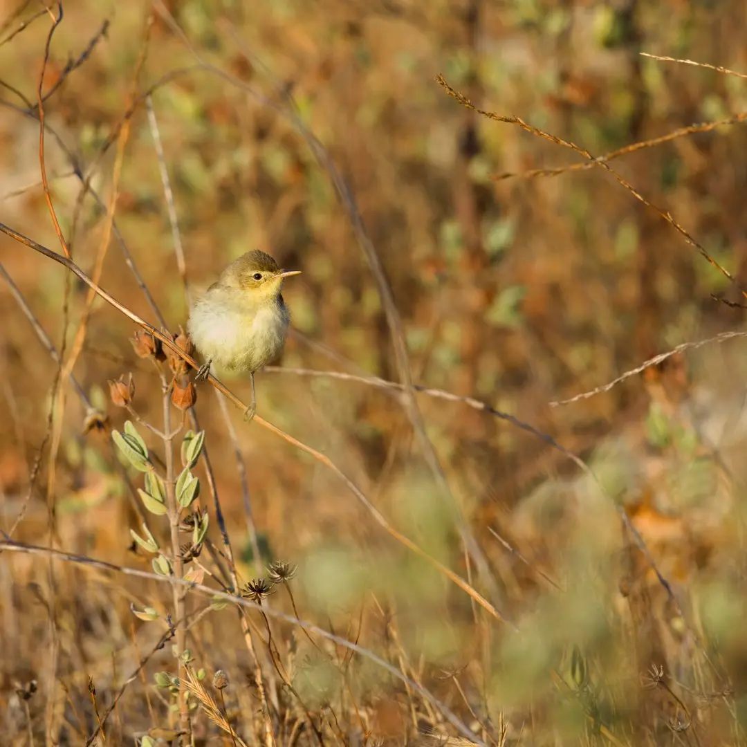 melodious warbler habitat