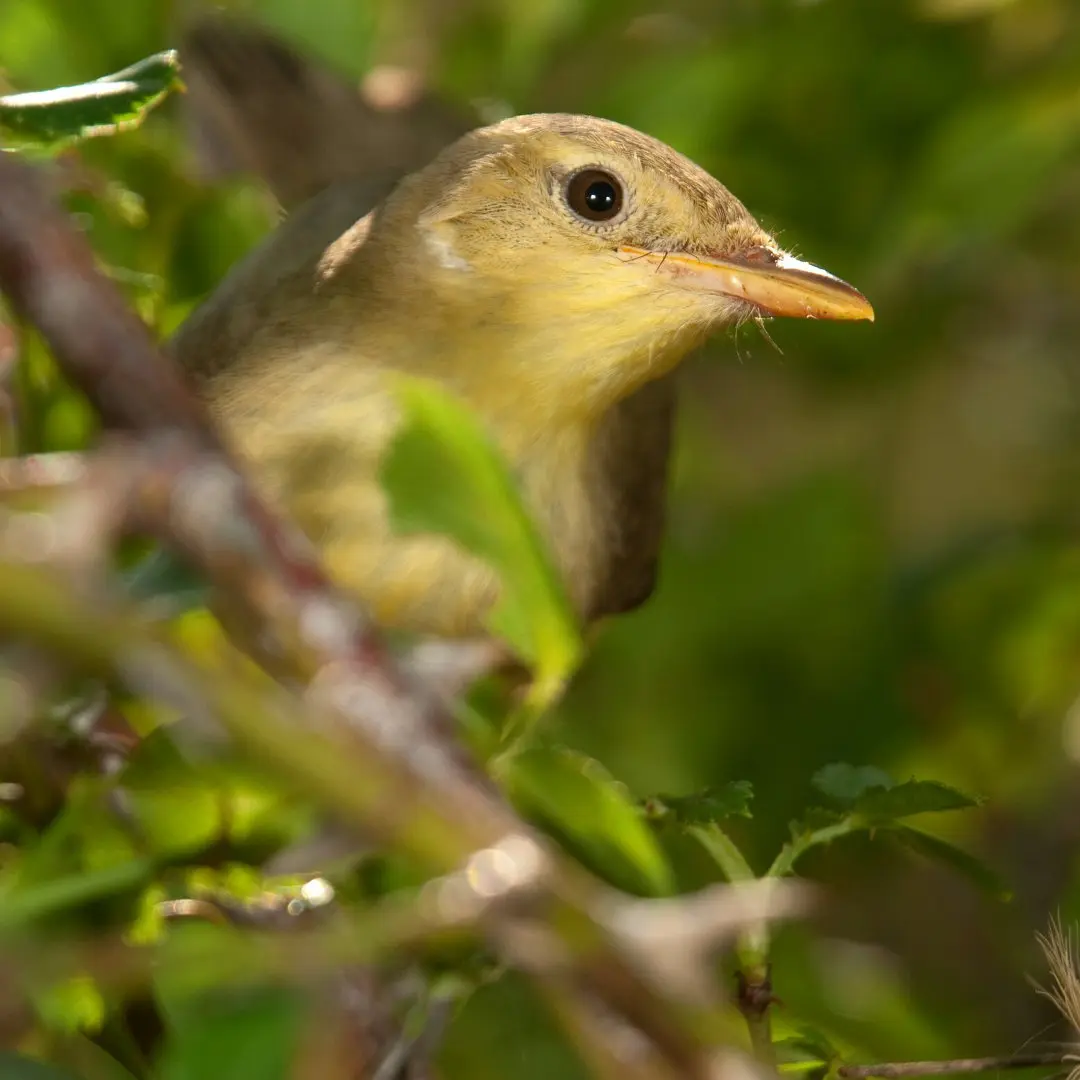 melodious warbler catching insects