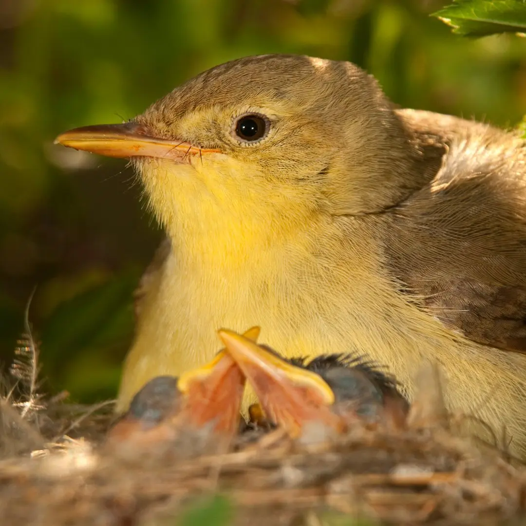 melodious warbler nest with eggs