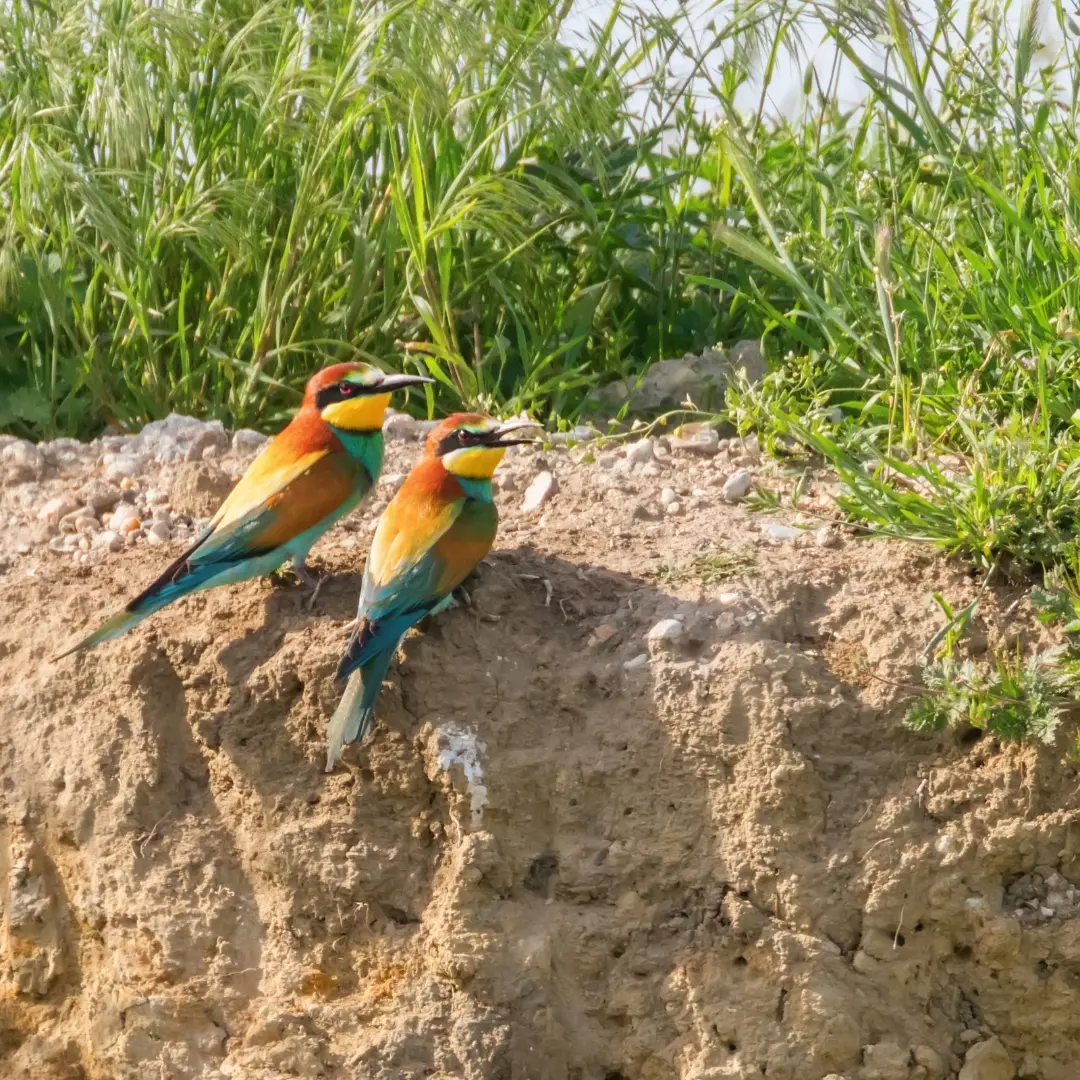 European Bee-eater nesting burrow