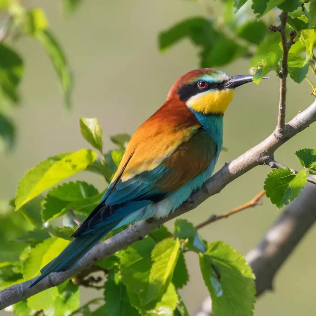 European Bee-eaters roosting in a tree