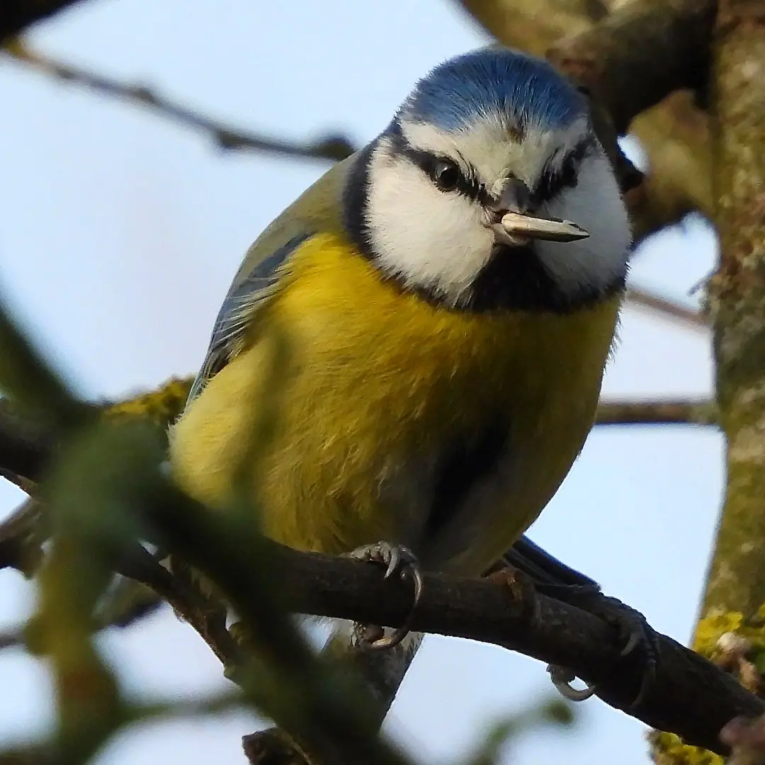 Blaumeise Nahrung