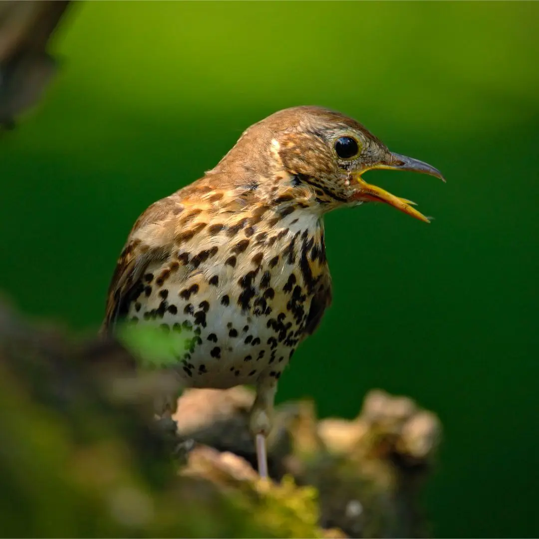 Song Thrush on alert