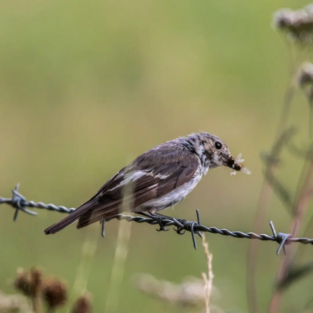 Balia nera che caccia insetti