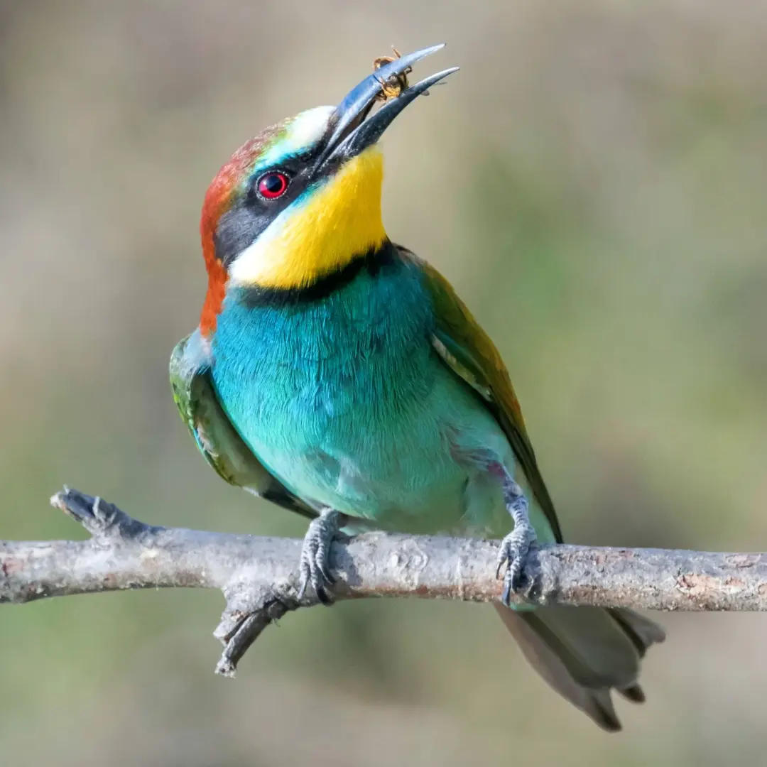 European Bee-eater hunting insects