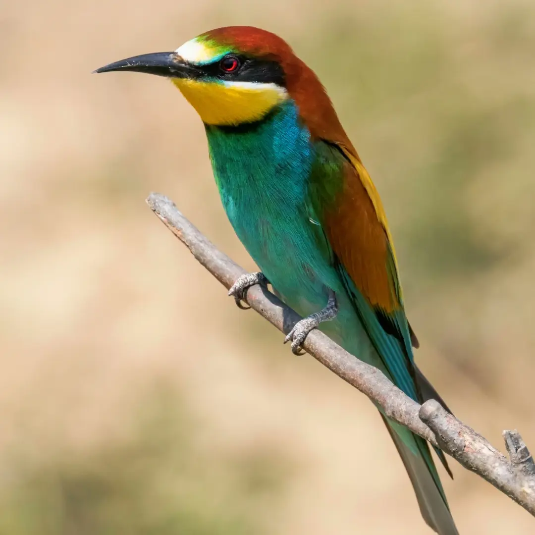 European Bee-eater's tail feathers