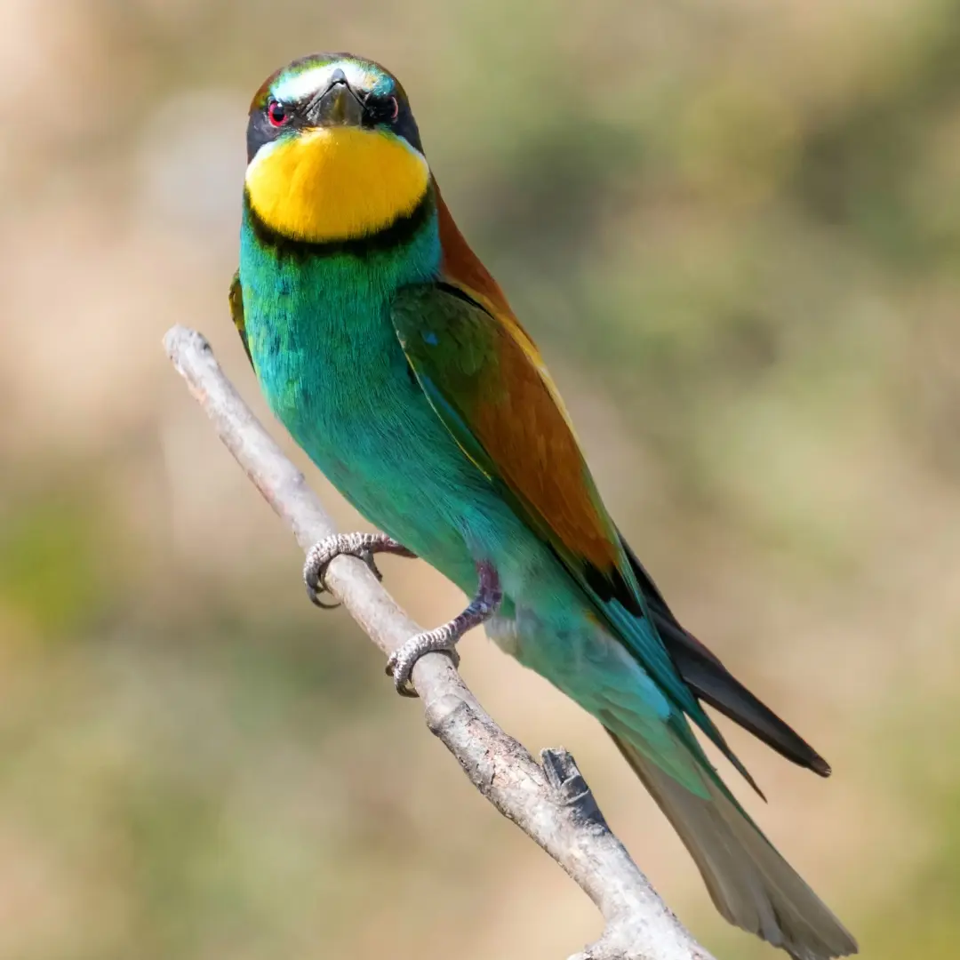 Juvenile European Bee-eater plumage