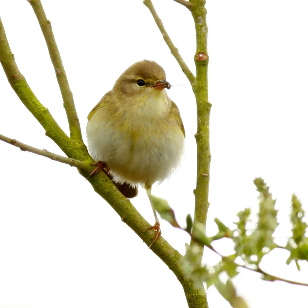 Willow Warbler searching for insects in trees