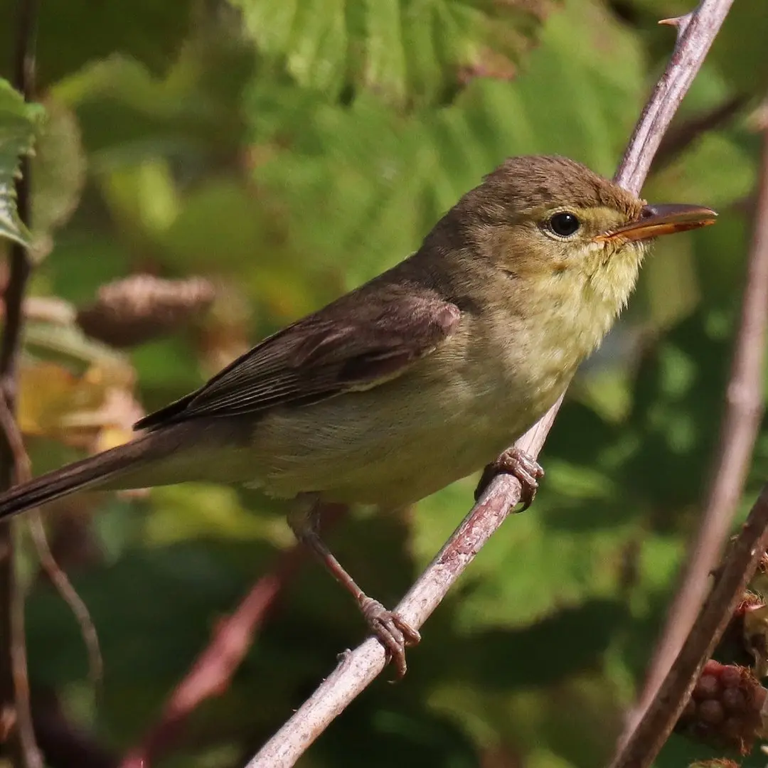 melodious warbler close-up