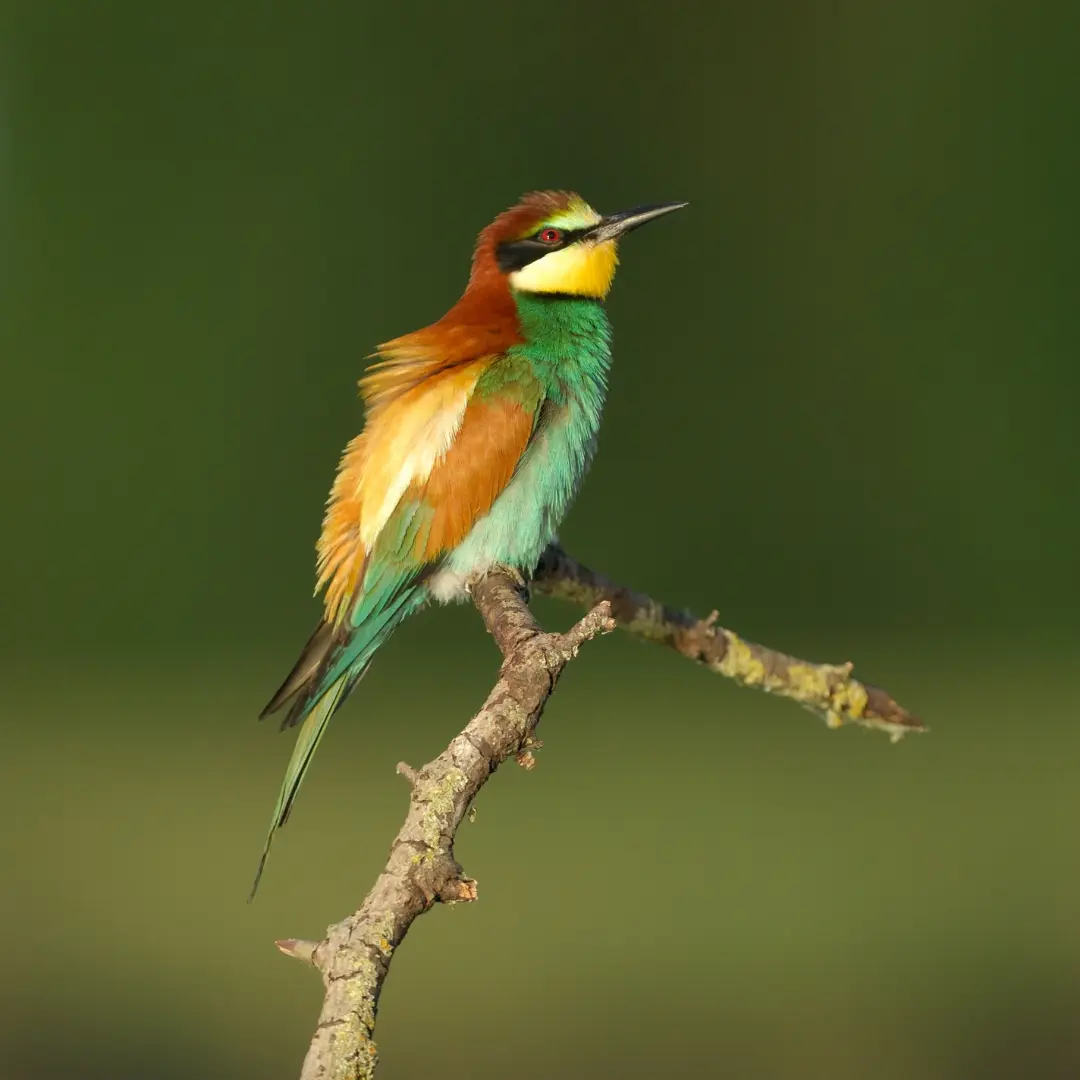 Détails du plumage du guêpier d'Europe