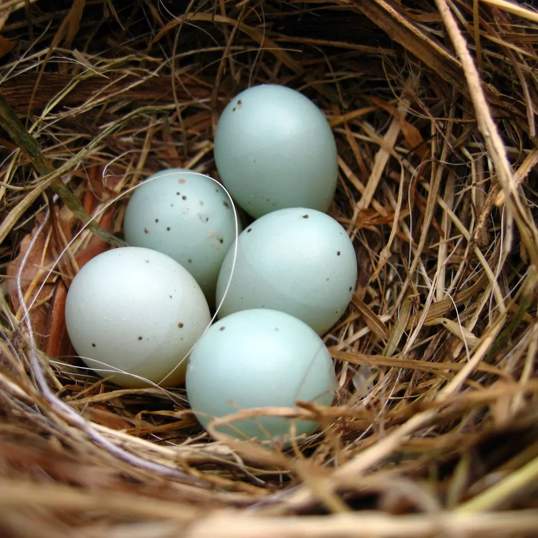 Heckenbraunellen-Nest mit Eiern