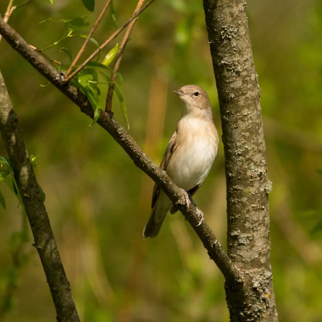 Garden Warbler in natural habitat