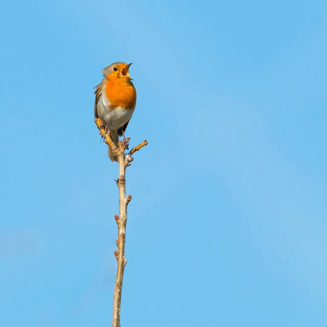 European Robin perched and singing