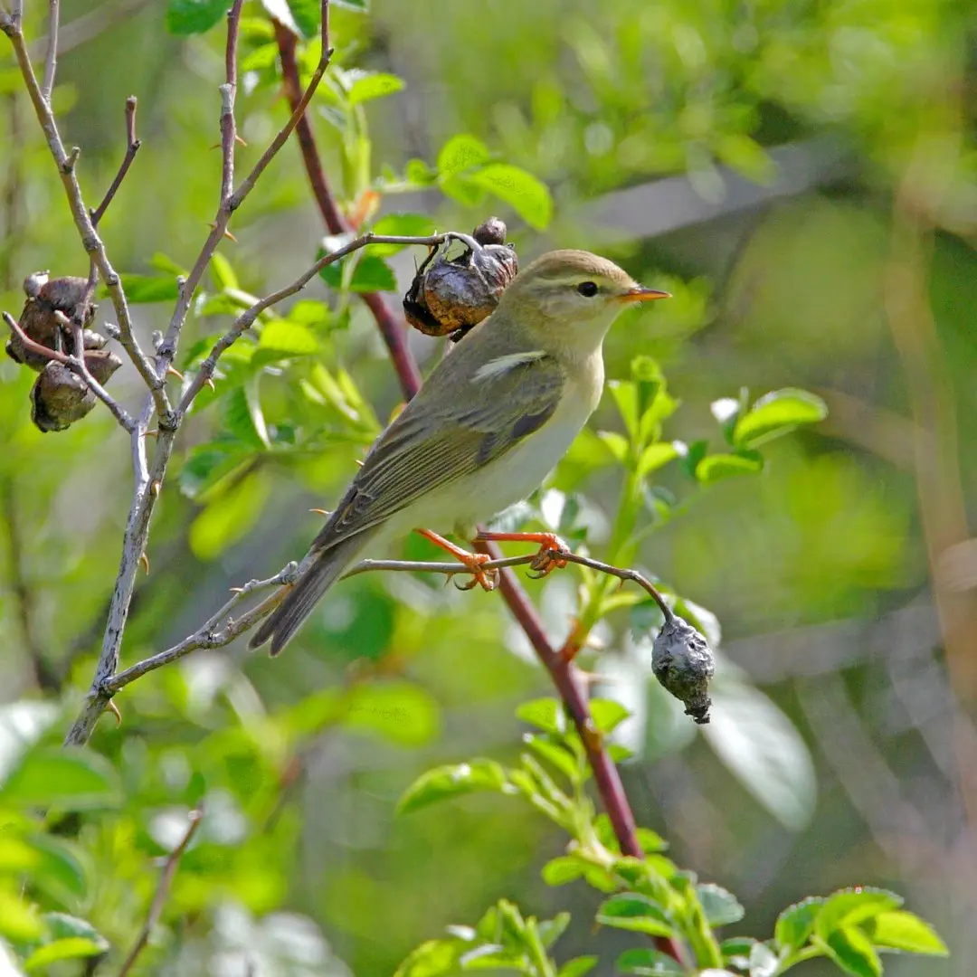 Close-up of Willow Warbler showing its lighter legs