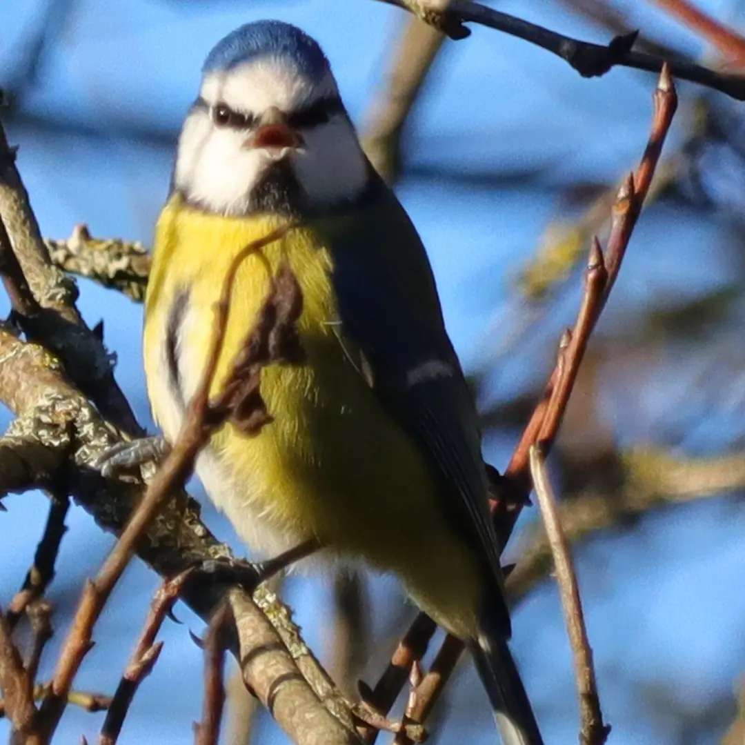 Blaumeise Gesang