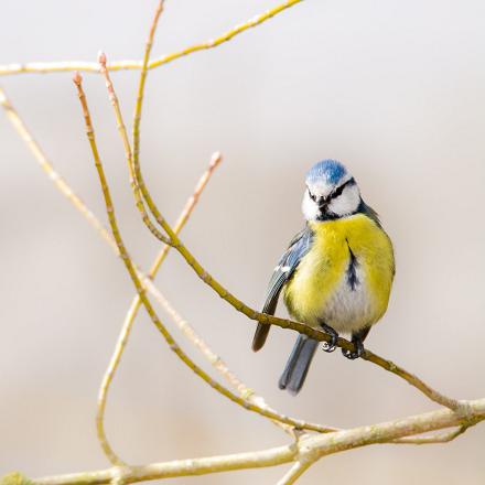 Le ventre jaune avec une zone médiane blanche contenant une tache bleuâtre à noire qui peut se prolonger comme une ligne.