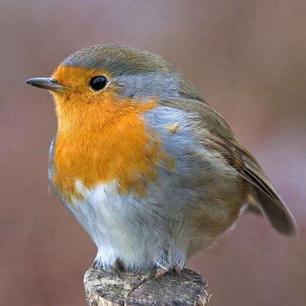 On remarque dans son plumage une bande grise sur le côté de la gorge.