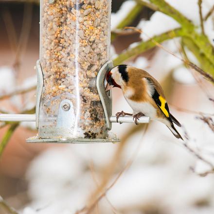 En hiver, il viendra à la mangeoire, attiré par les graines.