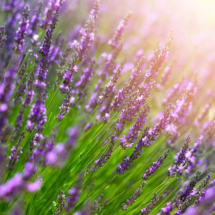 Elle incorpore parfois des herbes odorantes comme la lavande ou la menthe qui empêchent le développement de bactéries, champignons et virus.