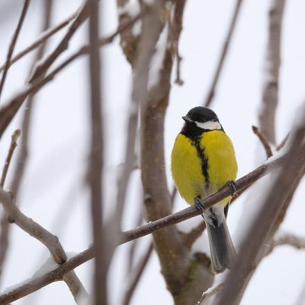 Son ventre est jaune avec une ligne médiane noire, comme une 