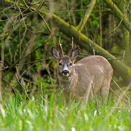 En forêt, il profite des insectes dérangés par les faisans, les cerfs et les sangliers.