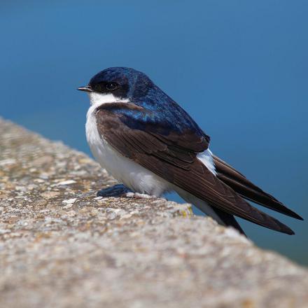 Pendant les longues périodes de mauvais temps, sans insecte volant, elle se met dans un état léthargique pour économiser son énergie.