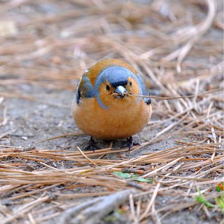 Ils sont craintifs et préfèrent se tenir à côté des autres oiseaux pour pouvoir fuir en cas de danger.