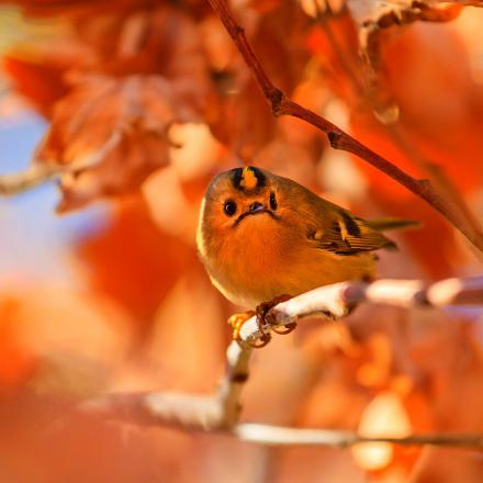 En automne et hiver, il rejoint souvent des mésanges.