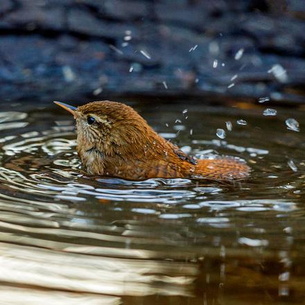 Il s'installe souvent à proximité de l'eau.