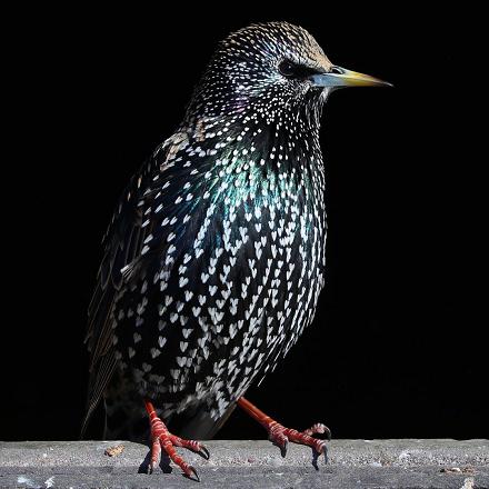 À l'automne, son plumage est sombre moucheté clair (en raison de l'usure des pointes des plumes).