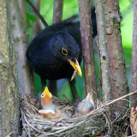 Il préfèrera les proies animales pendant la saison des nids.