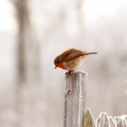 La plupart des vieux mâles restent au même endroit toute l'année, même en hiver.