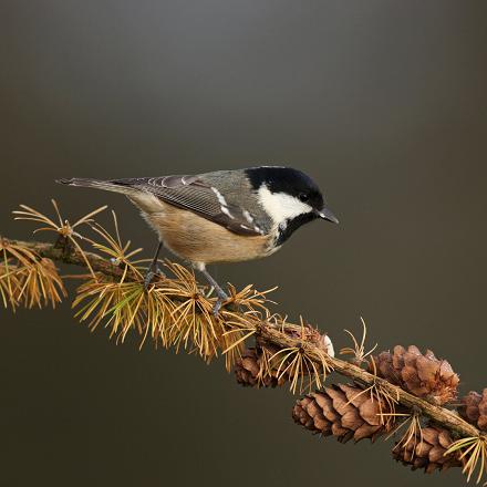 Grâce à son bec fin, elle cherche des insectes, araignées et graines dans les cônes et aiguilles   en haut des branches des conifères ou dans ce qui est tombé au sol.