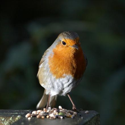 Plus un oiseau a de grands yeux par rapport à son corps et mieux il s'adapte à l'obscurité.