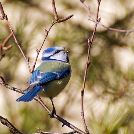 Les Mésanges chantent en hauteur, perchées dans un arbre et souvent cachées. 