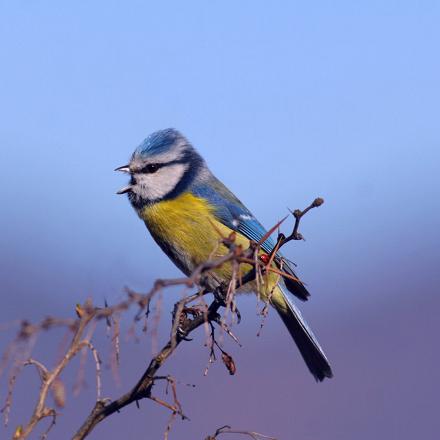 Le trille d'un chant d'oiseau est une succession rapide et prolongée de 2 notes. Ce nom vient de l'italien 