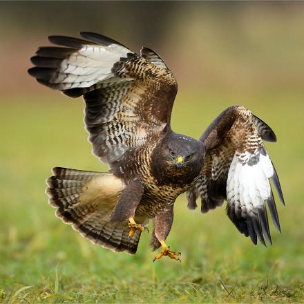 Elle se nourrit de petits rongeurs, oiseaux, reptiles, insectes