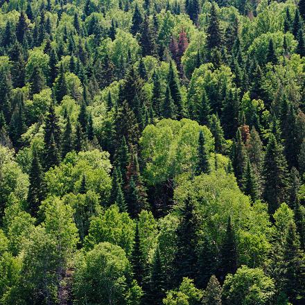 Elle fréquente aussi les forêts mixtes (ensemble d'arbres feuillus et de conifères)