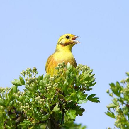 Il niche sur le sol ou près du sol dans les buissons.