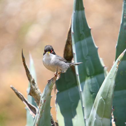 La fauvette mélanocéphale vit principalement dans le Sud-Est de la France.