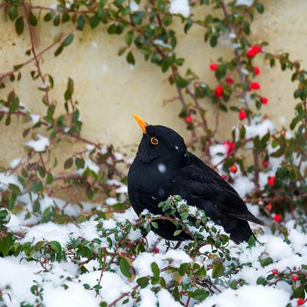 et les fruits et les baies en automne et hiver.