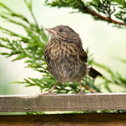 Le juvénile a très peu de gris dans son plumage et sa poitrine est striée de brun.