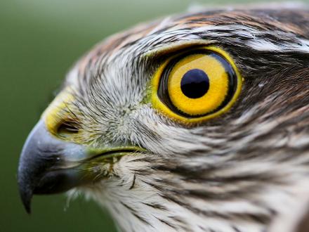 Son bec est crochu et tranchant, typique des rapaces.