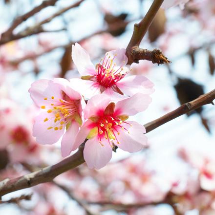 Au printemps, elle se suspend aux fleurs d'amandiers pour en extraire le nectar.