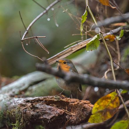 On trouve le rouge-gorge dans les sous-bois  et les massifs d'arbustes des forêts de feuillus ou mixtes. 