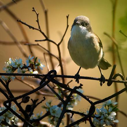 Ce changement pourrait être dû au réchauffement climatique et au nourrissage des oiseaux en hiver.