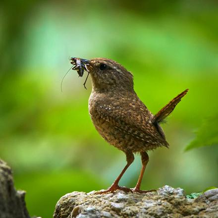 Le troglodyte mignon se nourrit d'insectes et d'araignées dans les buissons.