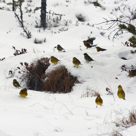 Le bruant jaune se déplace en petit groupe en hiver.