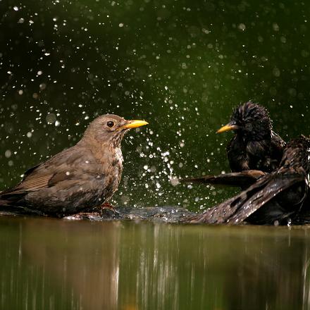 La femelle a le plumage brun foncé, sans avoir de cercle oculaire jaune.